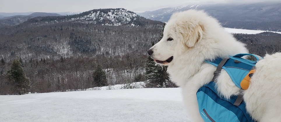 The Great Pyrenees: a natural guardian